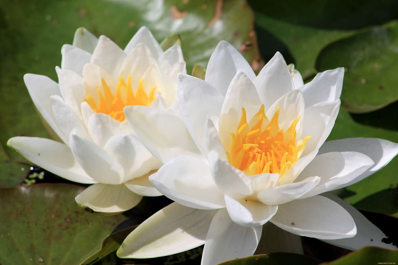 Uratuj lilię wodną puzzle online ze zdjęcia