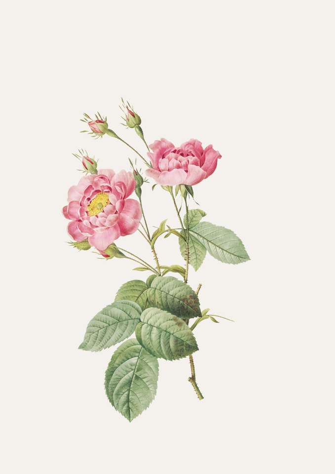 Puzzle Bunga Róża puzzle online ze zdjęcia