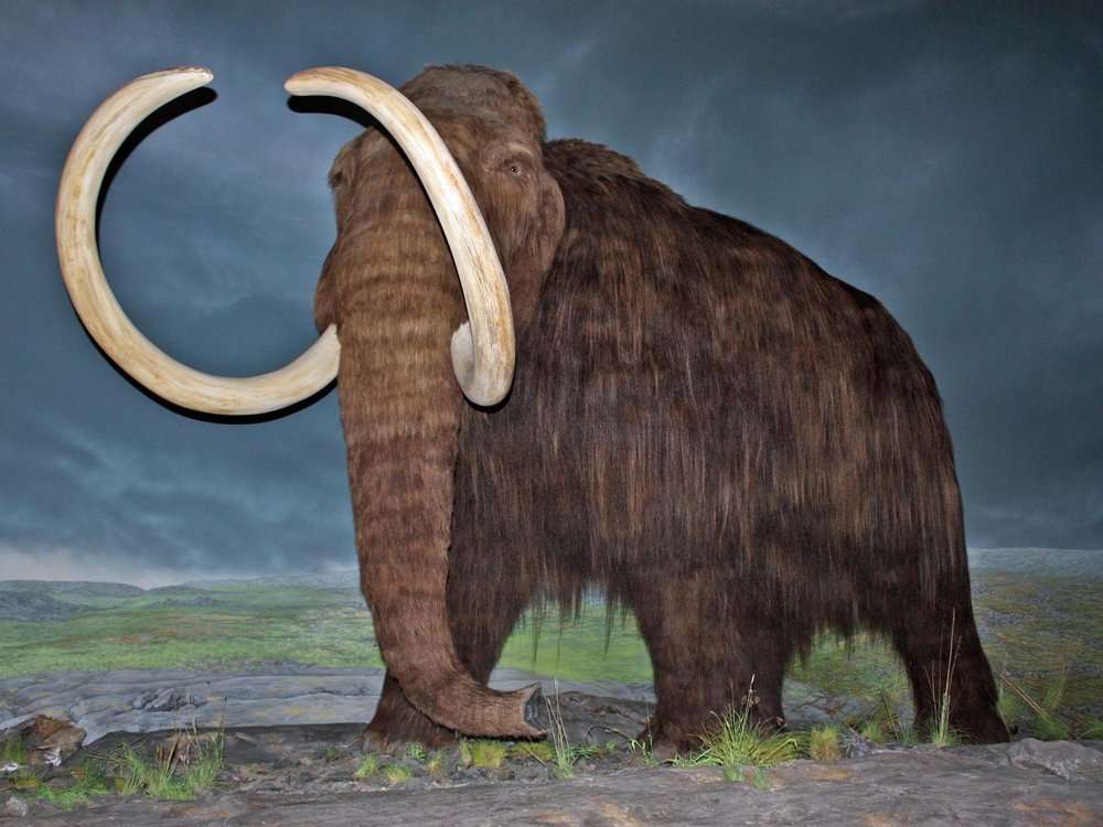 włochaty mamut puzzle online ze zdjęcia