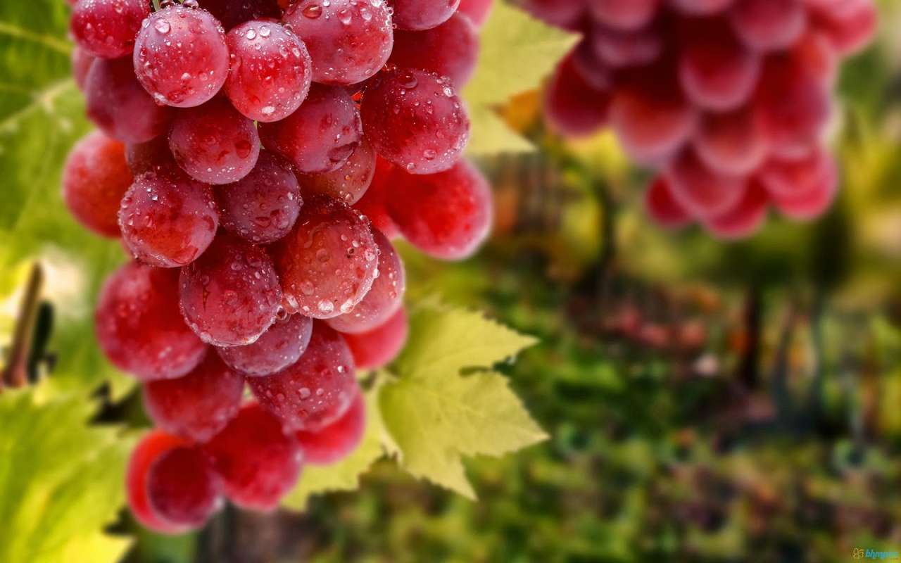 Rocznik czerwonych winogron puzzle online ze zdjęcia