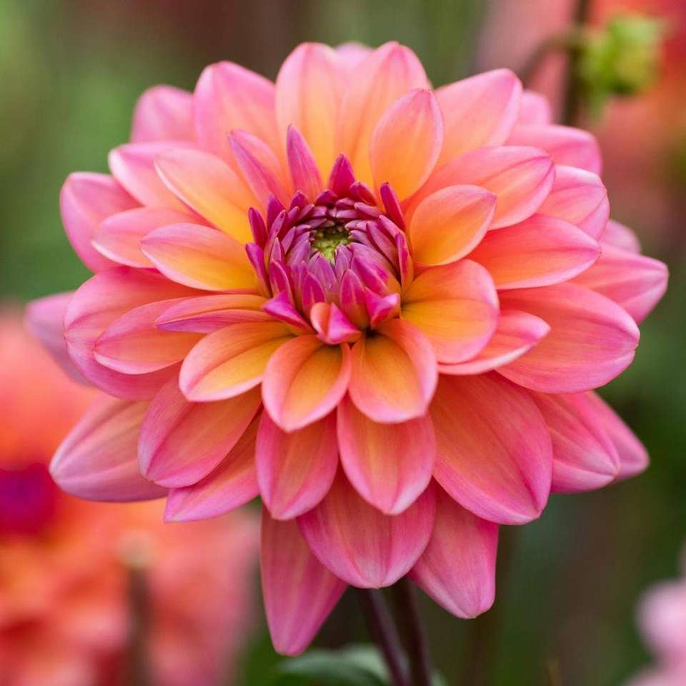 Piękny kwiat puzzle online ze zdjęcia