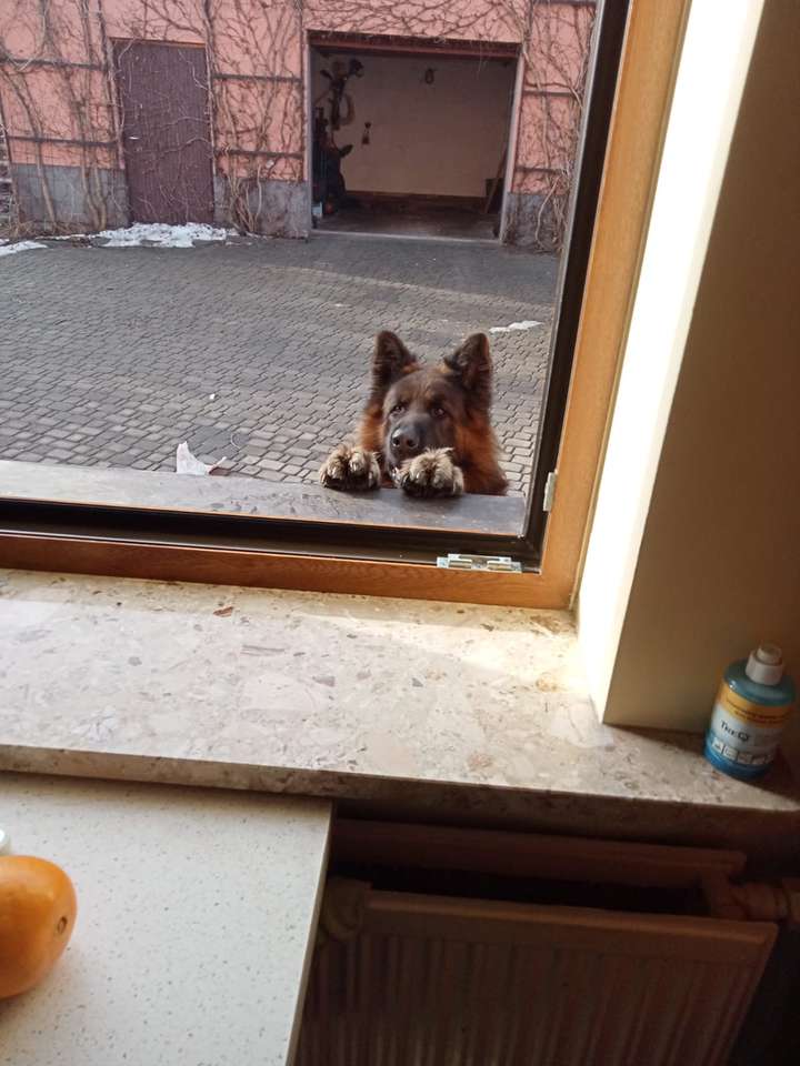 Cezary pies puzzle online ze zdjęcia