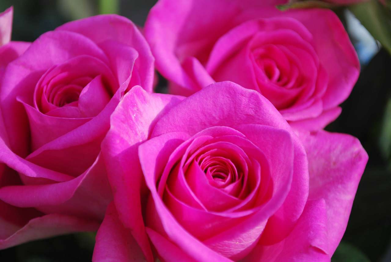 kwiaty w kolorze różowym puzzle online ze zdjęcia
