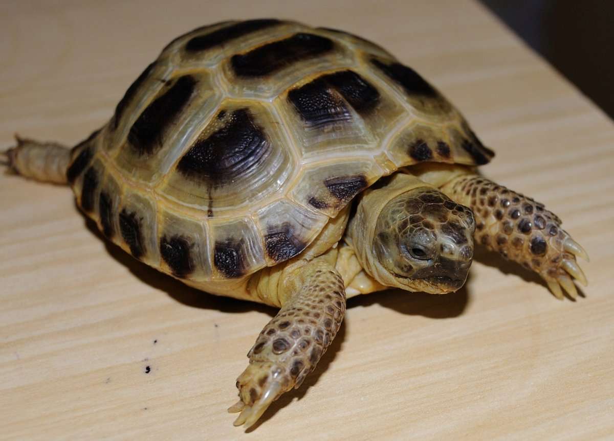 żółw lądowy puzzle online ze zdjęcia