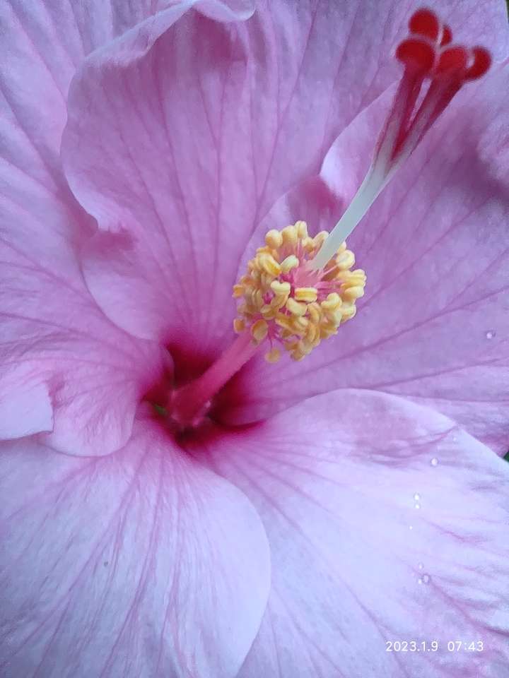 kwiat hibiskusa puzzle online ze zdjęcia