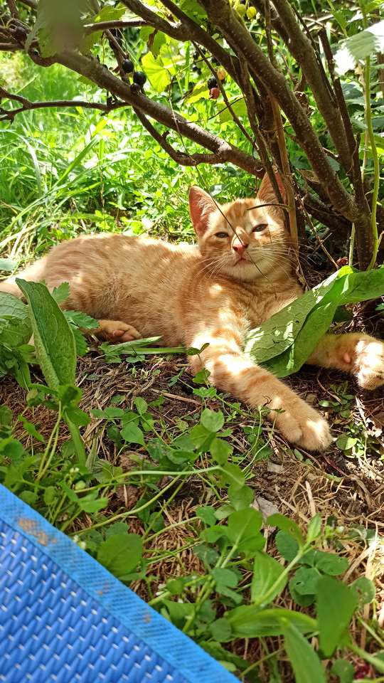 Cat in garden puzzle online