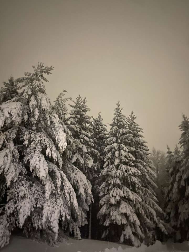 Drzewa w śniegu puzzle online