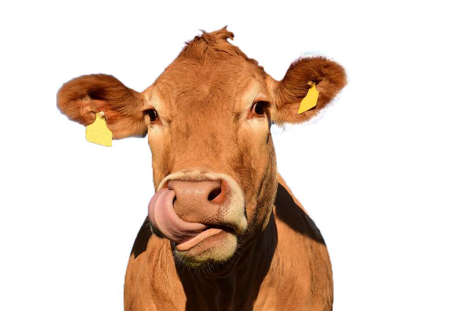 krowa krowa krowa puzzle online