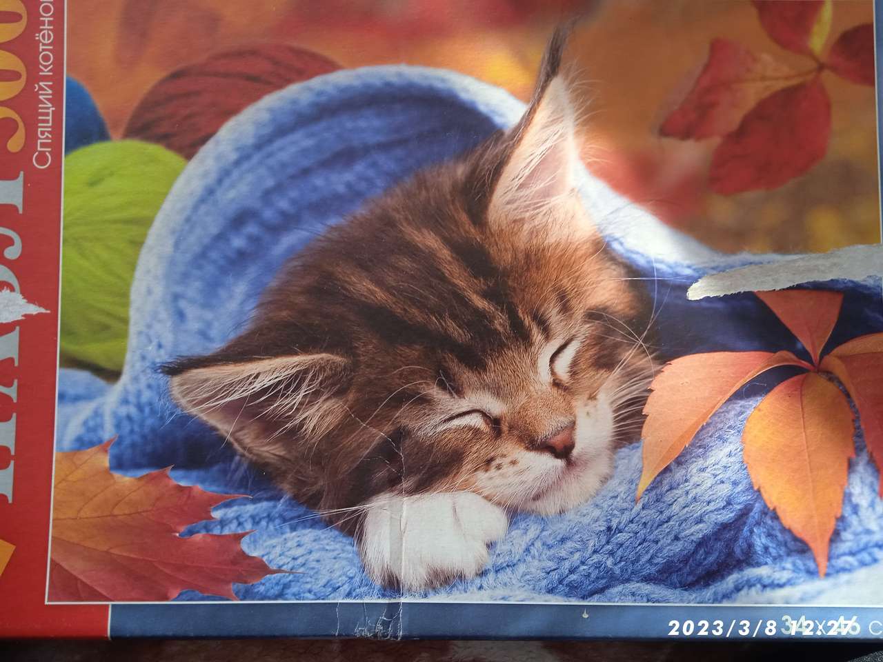śpiący kotek puzzle online ze zdjęcia