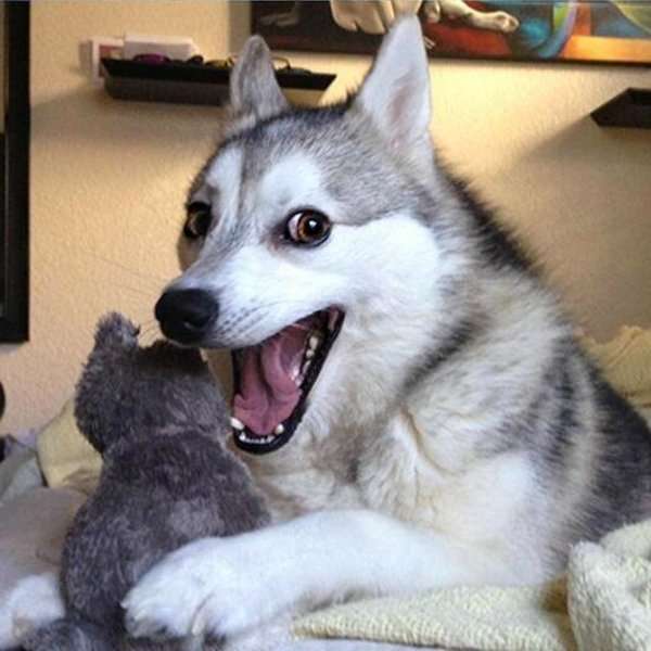 Śmiejący się pies puzzle online ze zdjęcia