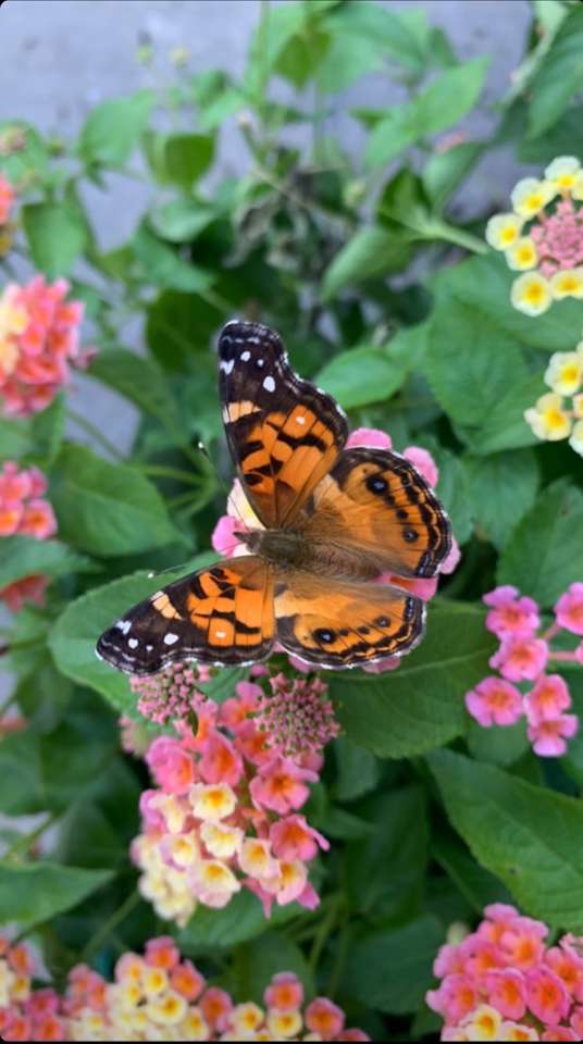 Motyl monarcha puzzle online