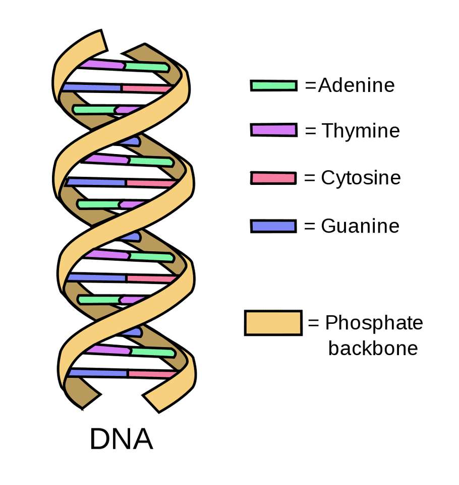 STRUKTURA DNA puzzle online ze zdjęcia