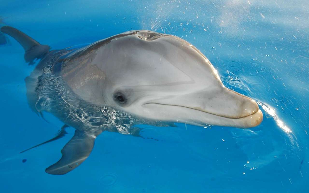 Palackorru delfin puzzle online ze zdjęcia