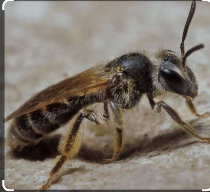 Pszczoła górnicza puzzle online