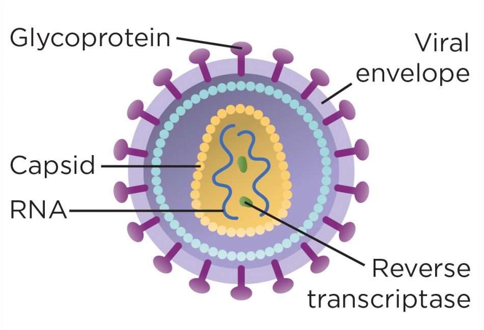 Struktura wirusa HIV puzzle online ze zdjęcia
