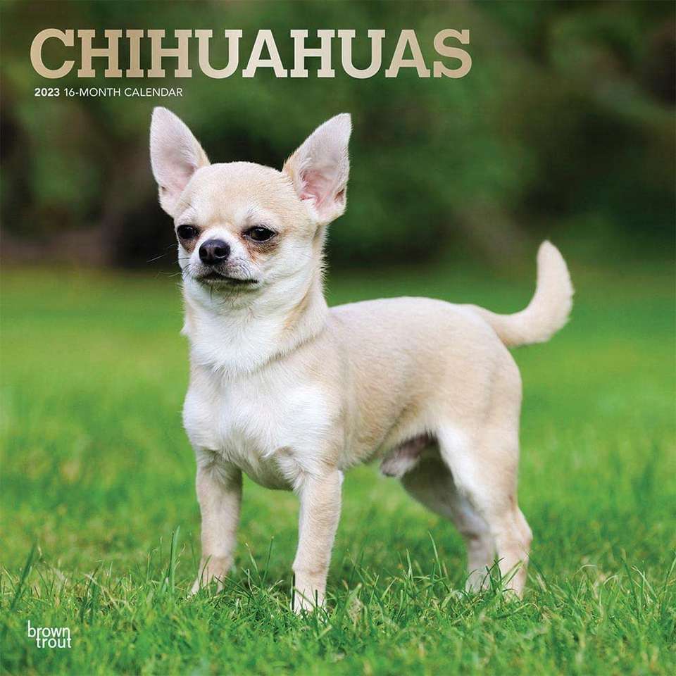 chihuahua puzzle online ze zdjęcia