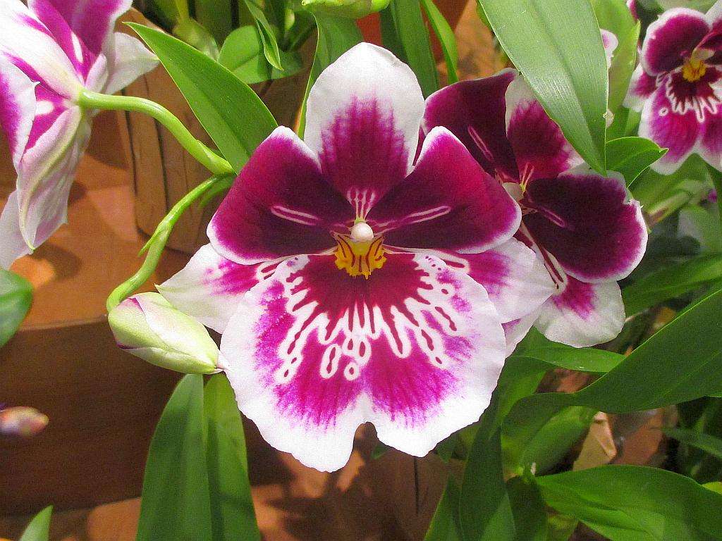 Kolorowe Orchidee puzzle online