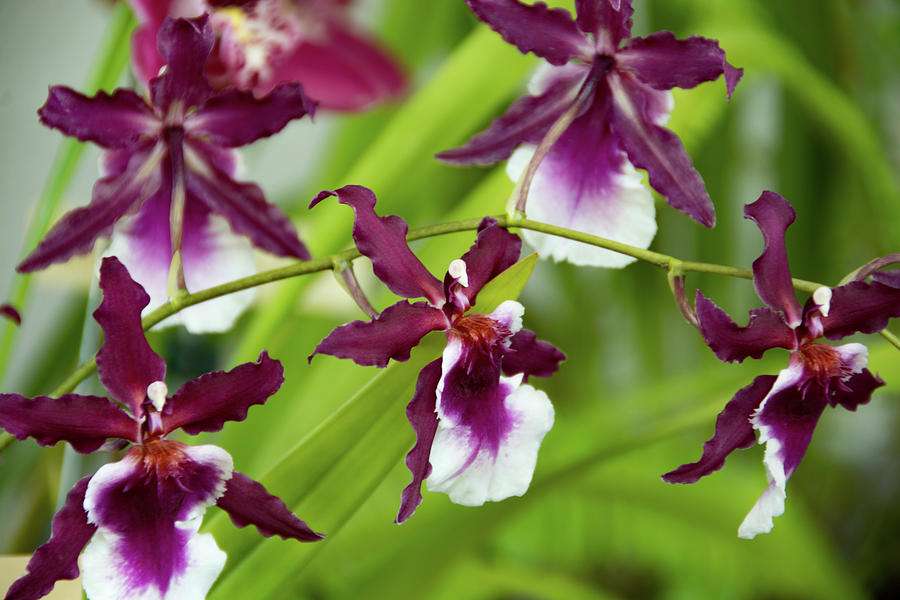~ Fioletowe Orchidee Mieszane ~ puzzle online ze zdjęcia
