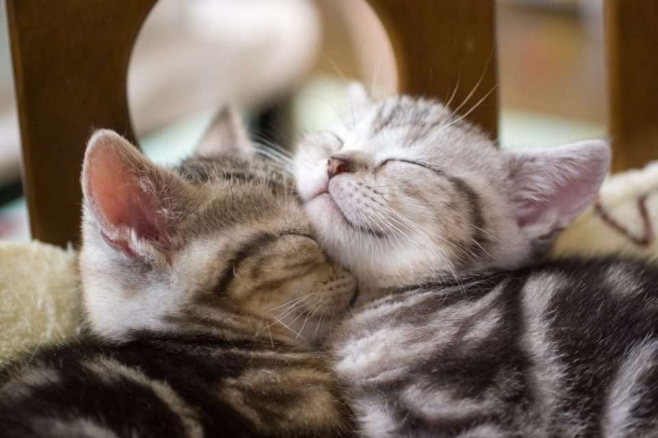 słodkie przytulanki kocięta puzzle online
