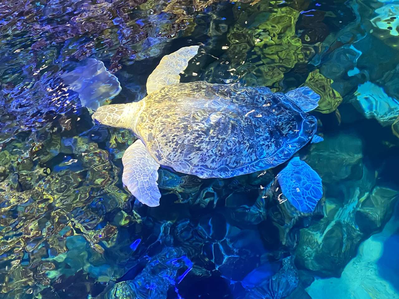 żółw żółw? puzzle online ze zdjęcia