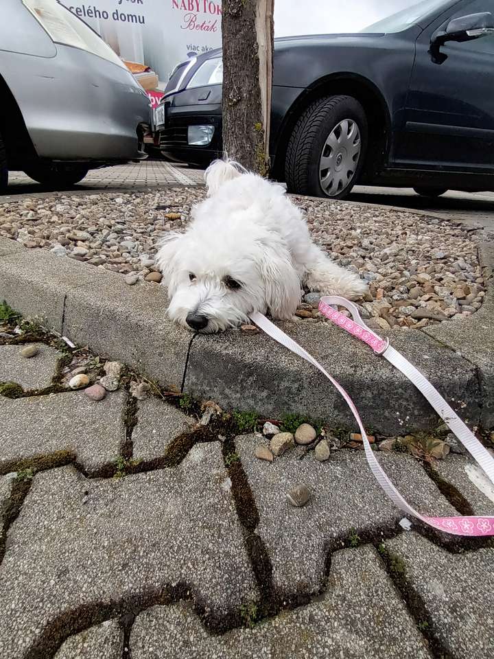 Szczekający pies puzzle online ze zdjęcia