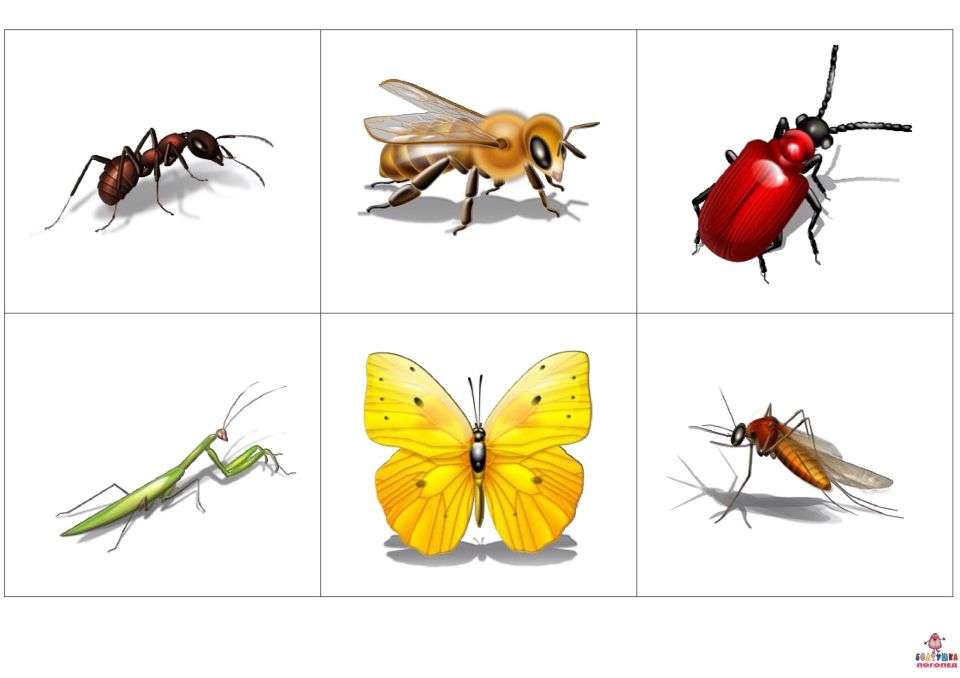 owady puzzle online ze zdjęcia