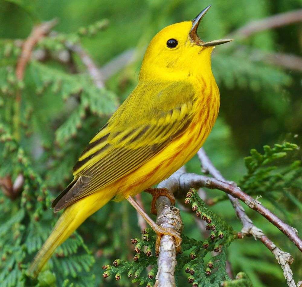 Żółty śpiew ptaków puzzle online ze zdjęcia