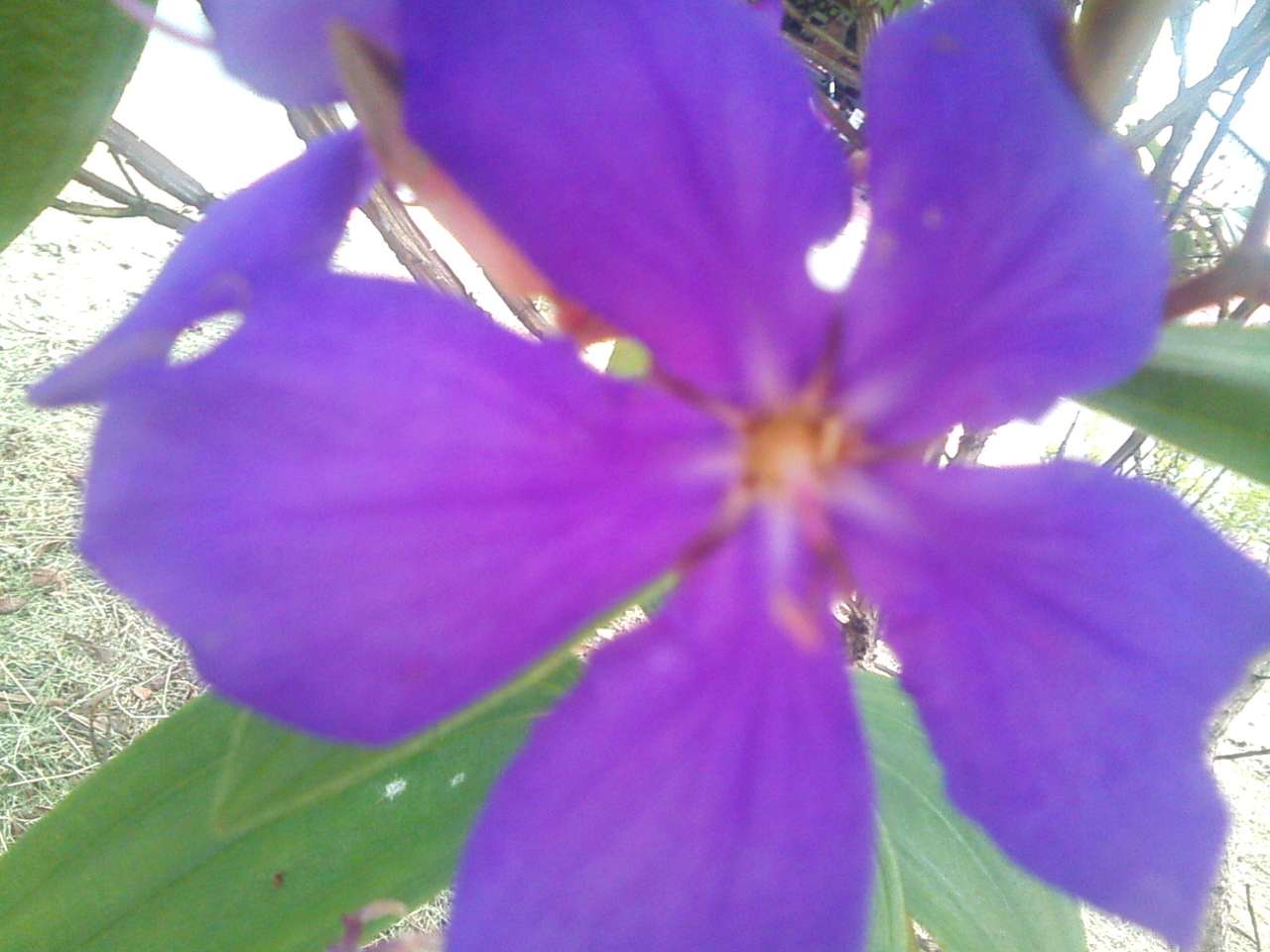fioletowy kwiat puzzle online ze zdjęcia