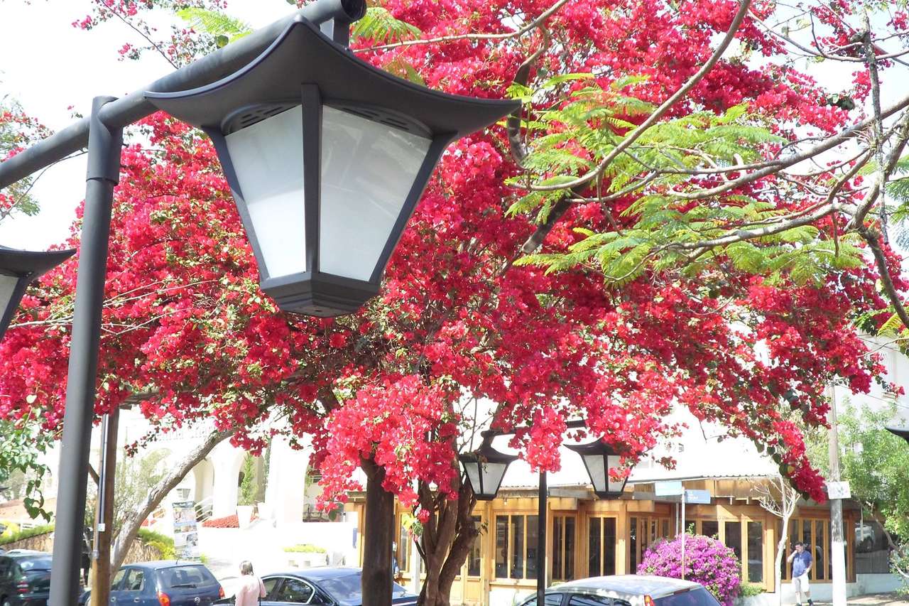 Piękne kwitnące drzewo i kinkiet uliczny puzzle online ze zdjęcia