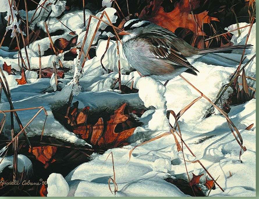 Ptak W śniegu i Wodzie puzzle online ze zdjęcia