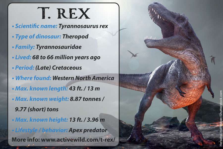 t-rex kung fakt # puzzle online ze zdjęcia
