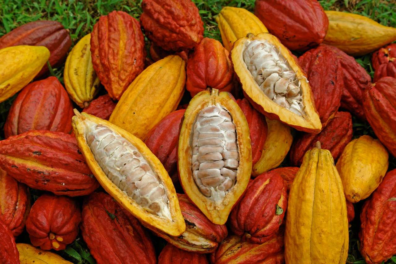 Kakaowe strąki puzzle online ze zdjęcia
