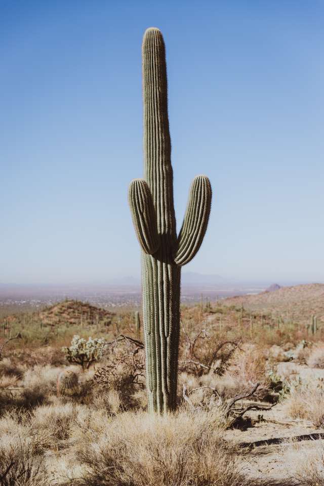 Pustynny kaktus puzzle online ze zdjęcia