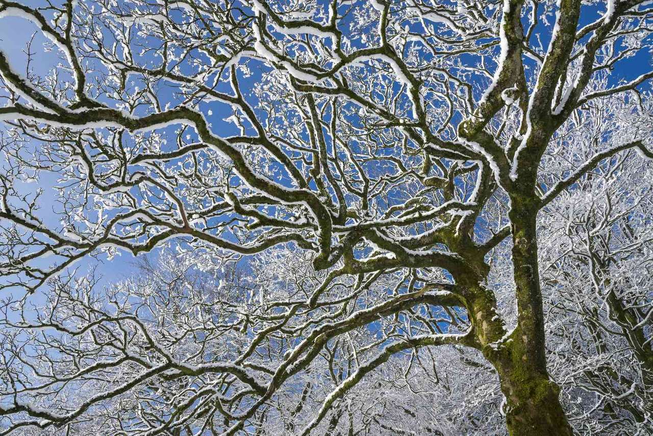 drzewo zima puzzle online