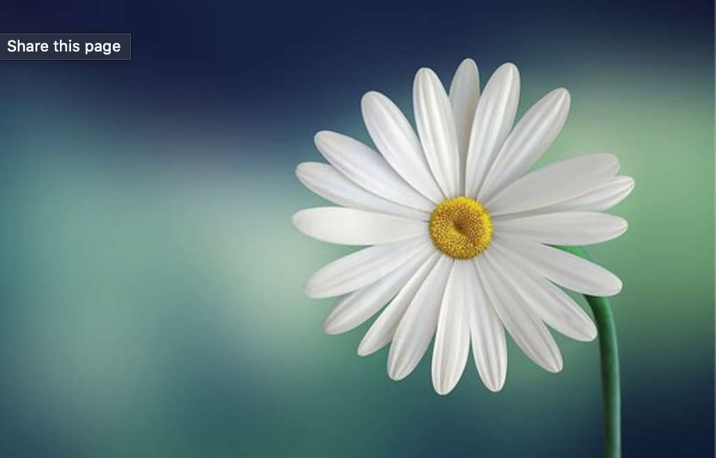 kwiatek ładny puzzle online ze zdjęcia