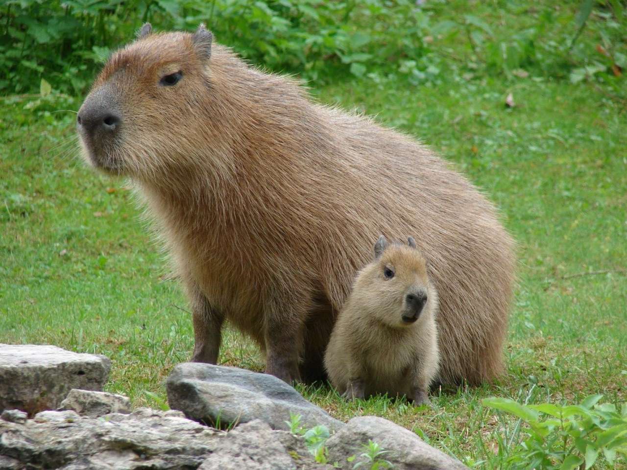 kapibara puzzle online ze zdjęcia