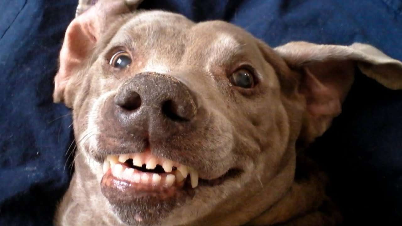 Szczęśliwy pies puzzle online