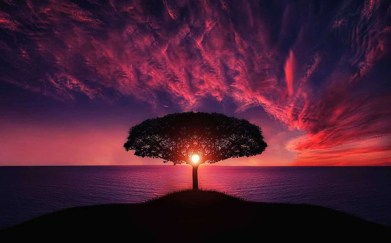 Drzewo_zachód słońca puzzle online ze zdjęcia