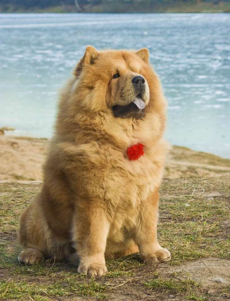 pies chow-chow puzzle online