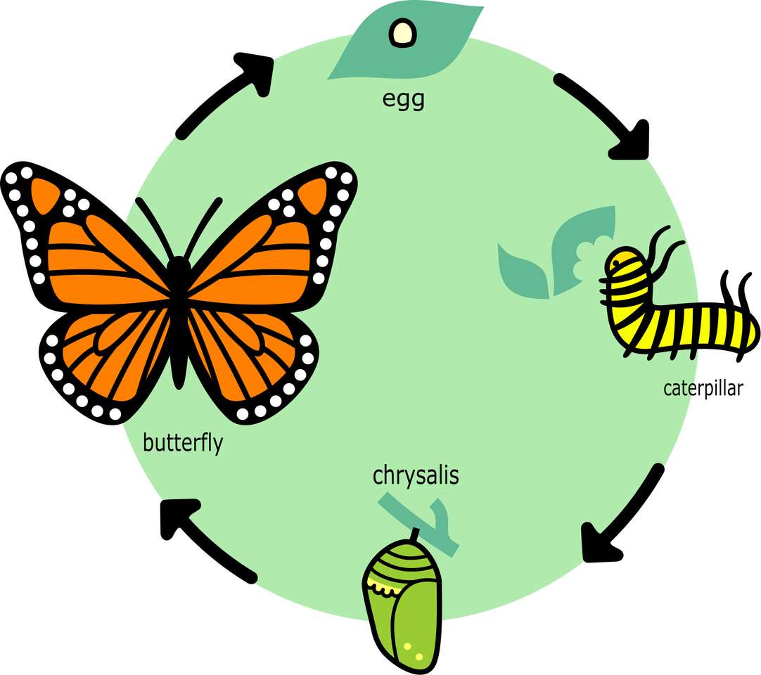 Układanka z cyklem życia motyla puzzle online ze zdjęcia