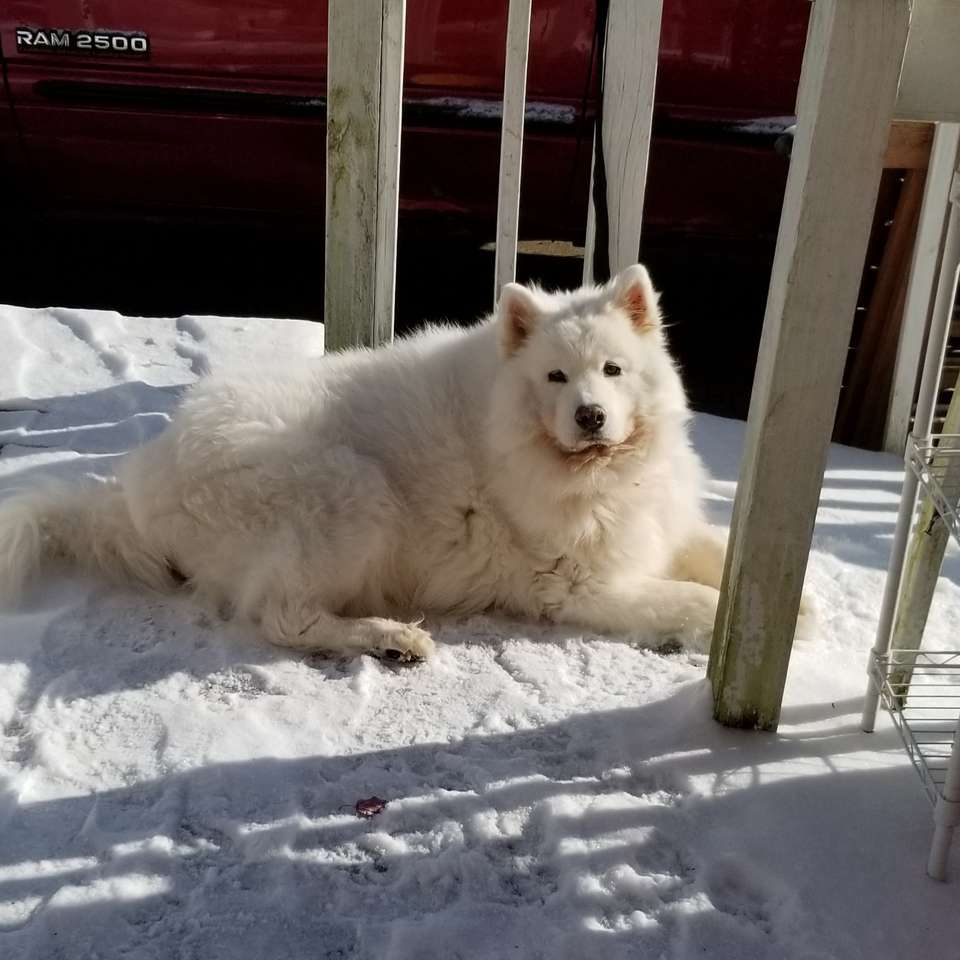 Samoyed w śniegu puzzle online