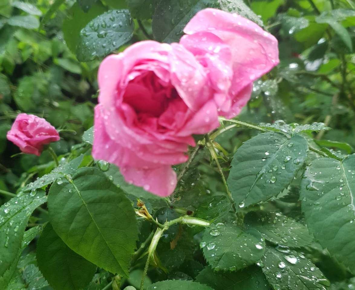 Kwiat w deszczu 1 puzzle online ze zdjęcia