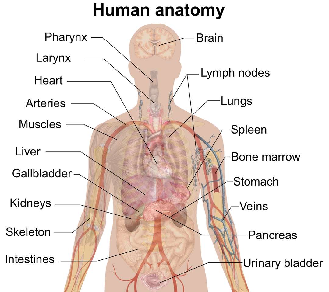 Organy ludzkiego ciała puzzle online ze zdjęcia