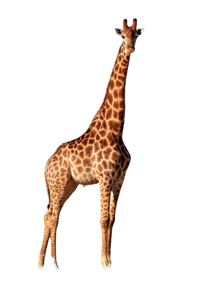 Żyrafa ma długą szyję. puzzle online ze zdjęcia