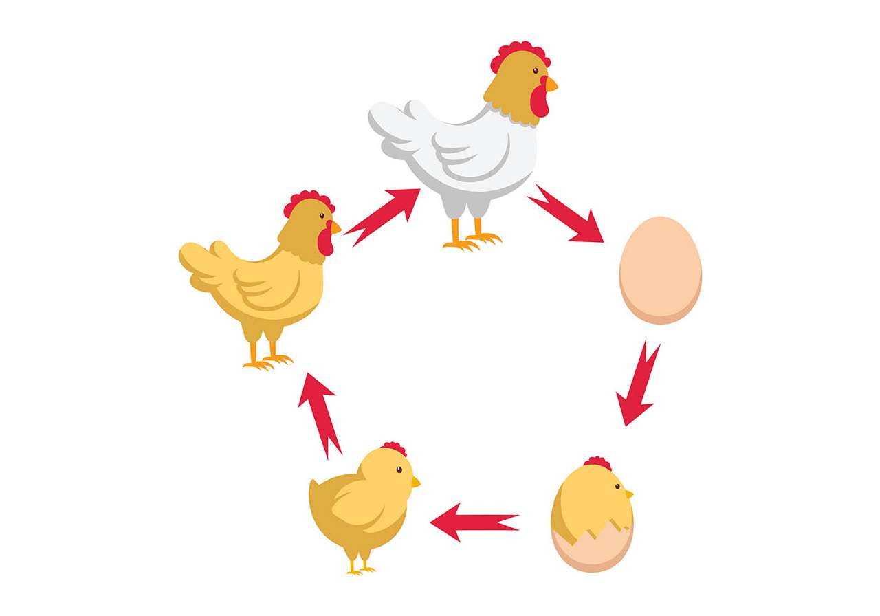 cykl kurczaka puzzle online ze zdjęcia