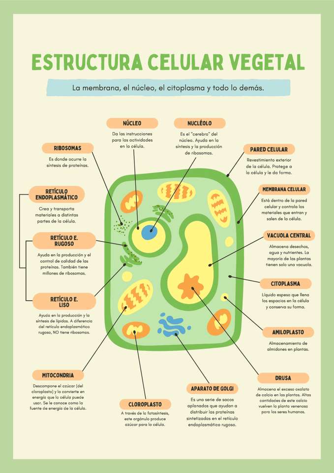 struktura komórki roślinnej puzzle online
