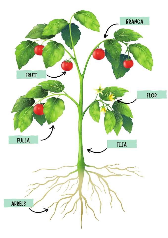 CZĘŚCI ROŚLIN puzzle online ze zdjęcia