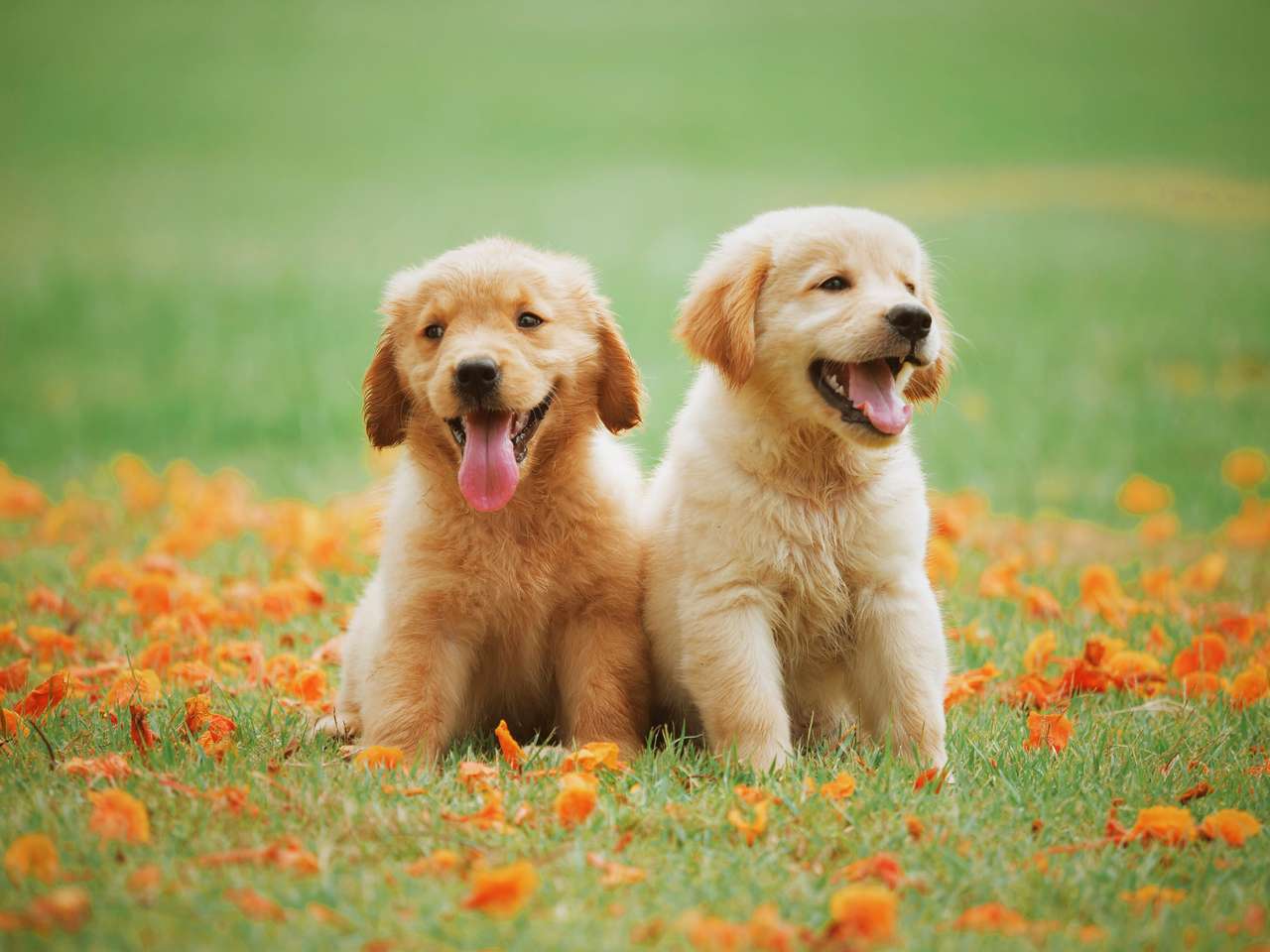 Małe Golden Retrievery puzzle online ze zdjęcia