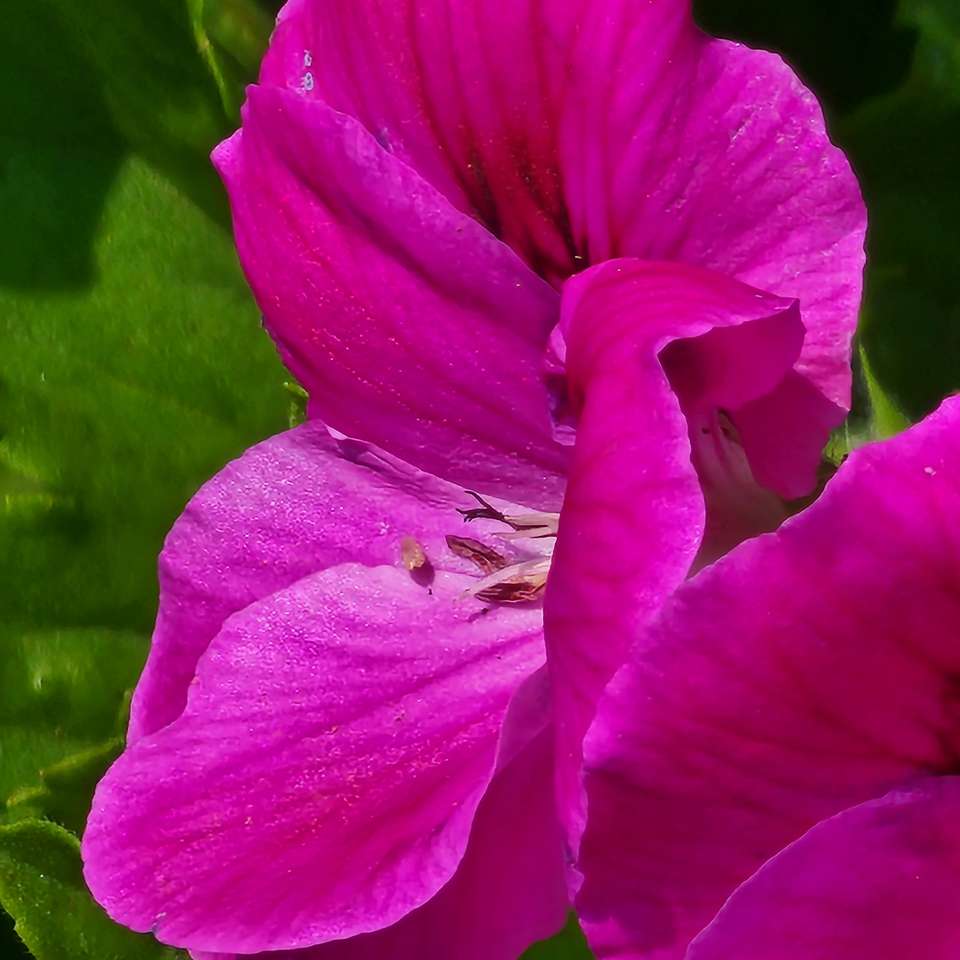 wibrujący kwiat puzzle online ze zdjęcia