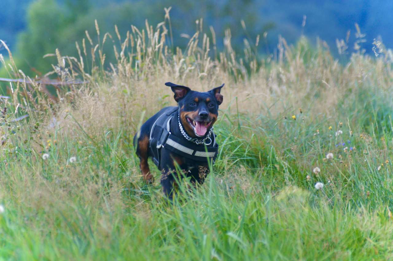 biegnący pies puzzle online ze zdjęcia